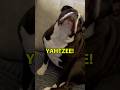 Bulldog Hits the Scratch Jackpot #shorts #bulldog #funnyanimals