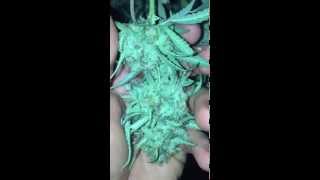 Harvest video from the blue dream grow. Sublbc's cut.