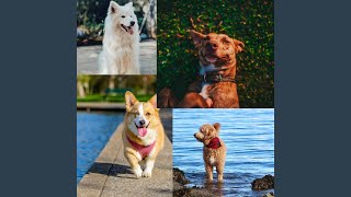 Simplistic Backdrops for Energetic Puppy