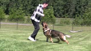 True Love To Do Anything Asked!! Kraftwork K9 Pro German Shepherd