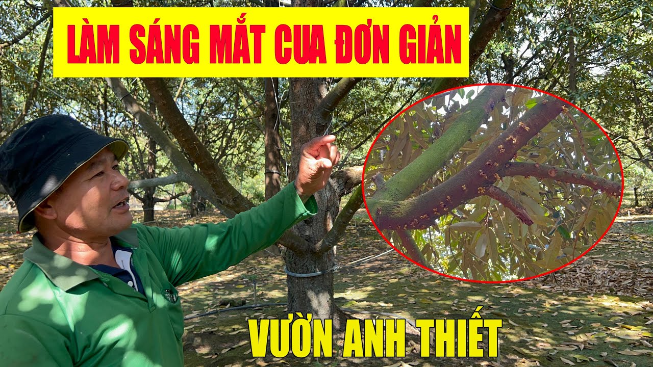 CÁCH LÀM SÁNG MẮT CUA ĐƠN GIẢN CỦA ANH THIẾT