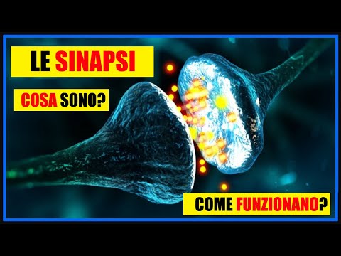 Le Sinapsi: Cosa sono? Quali sono le differenze tra sinapsi elettrica e chimica?