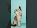 Süße Kitten und Katzenbilder #shorts