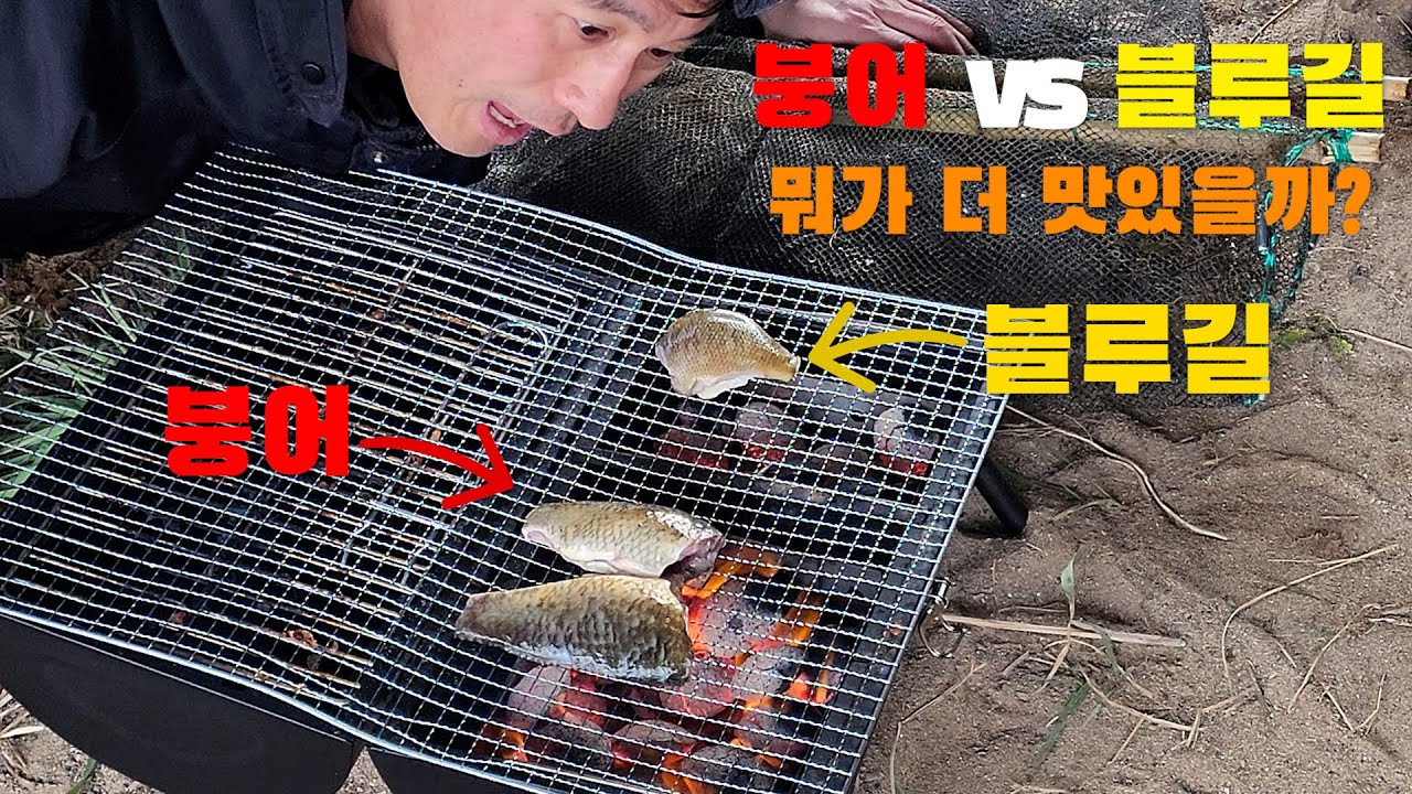 블루길과 붕어 뭐가 더 맛있을까? 역대급이다 진짜...