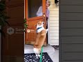 Ring Cam #brainrot #ai #dog #aivideo #cutedog