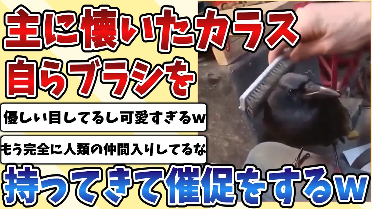 【2ch動物スレ】保護してもらい主にめちゃくちゃ懐いた野生の『カラス』、自らブラシを持ってきて催促する姿が可愛すぎるｗｗｗ