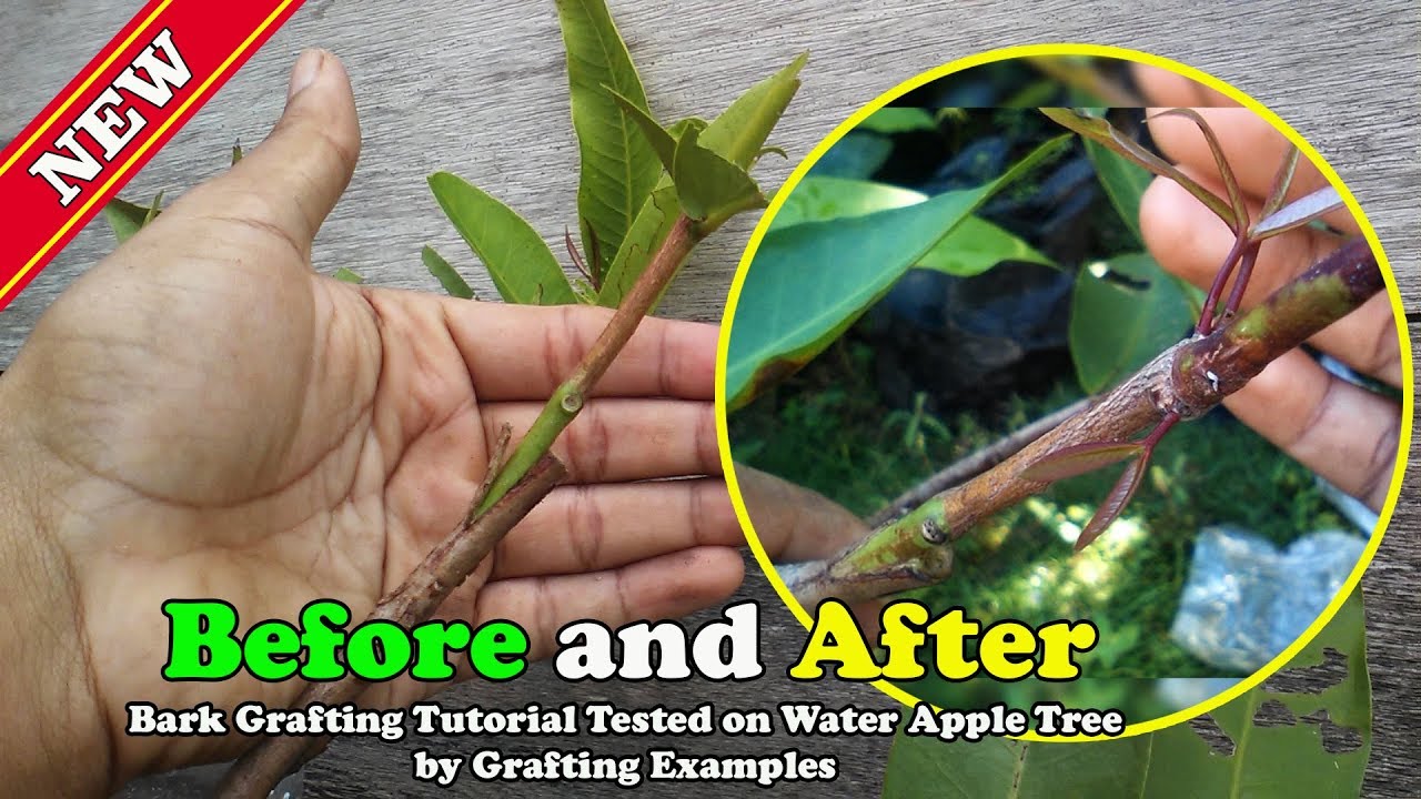 Grafting Water Apple Tree Before and After RESULT VIDEO by Grafting