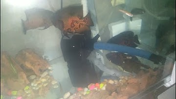 Cá Tai Tượng châu phi cắn Nhau dữ dội ( vì gái mà ra 😂😂)