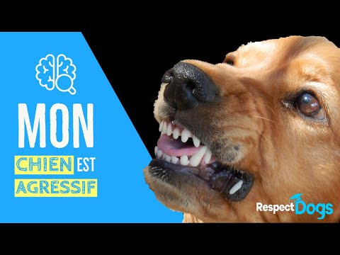 Vidéo: Pourquoi le chien est-il paresseux ?