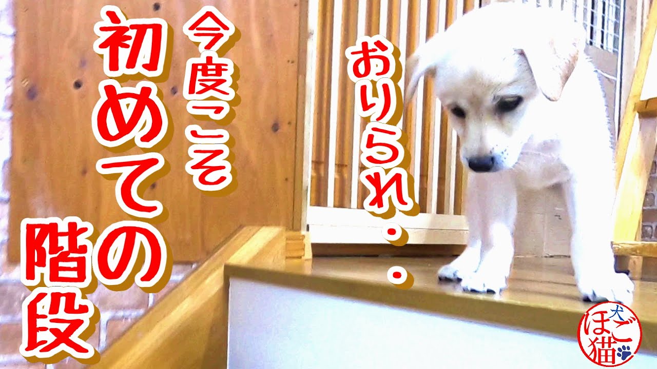 犬 子犬 保護犬 初めての階段 ２ 今度こそ下りられる 動物がかわいいyoutube動画はここだ