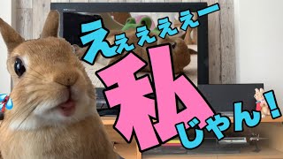 地上波デビューを果たしたうさぎ　#820
