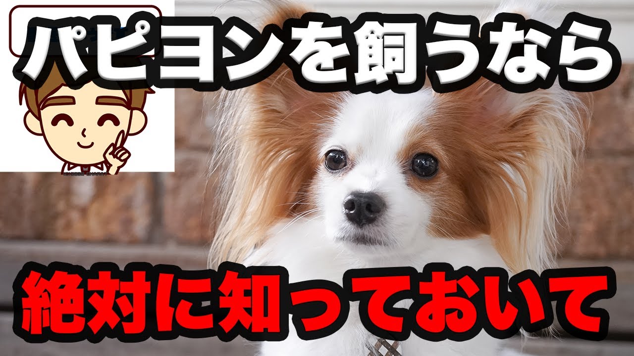 What Papillon owners absolutely need to know: origins, history