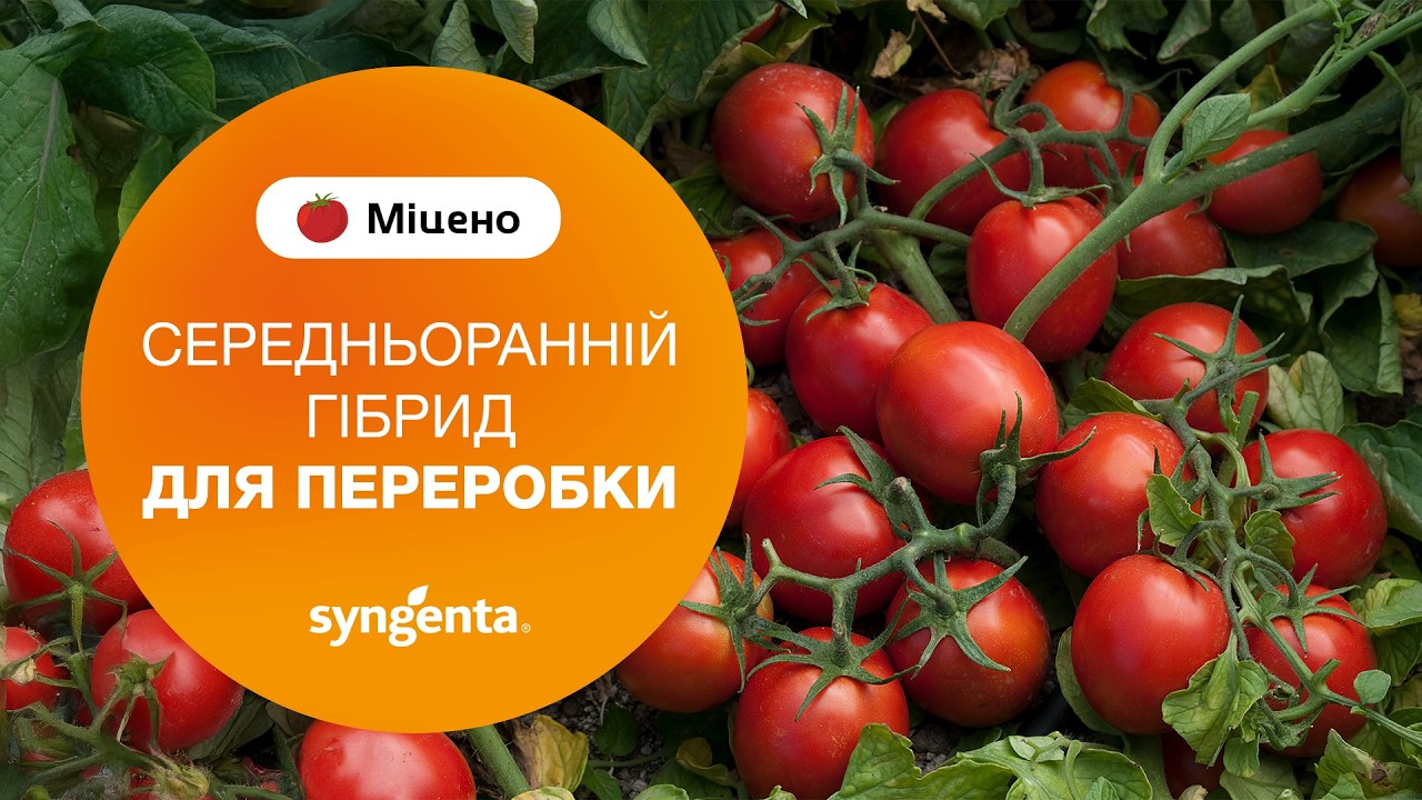 СЕРЕДНЬОРАННІЙ ТОМАТ ДЛЯ ПЕРЕРОБКИ - 🍅МІЦЕНО