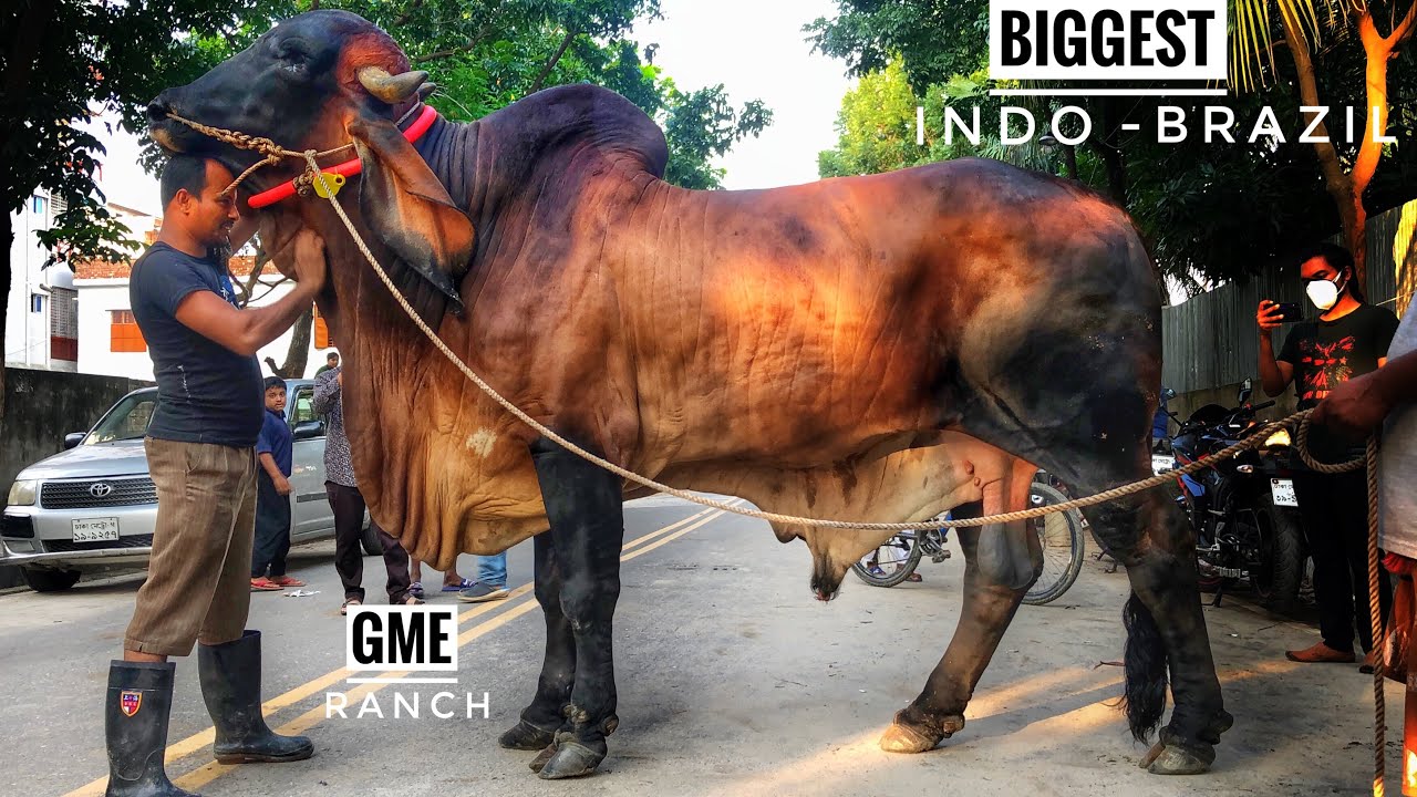 Biggest Indo Brazil Bull GME Ranch Tallest Cow Kurbani Eid 2020
