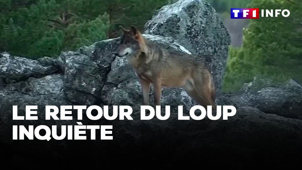 Le retour du loup inquiète ｜TF1 INFO