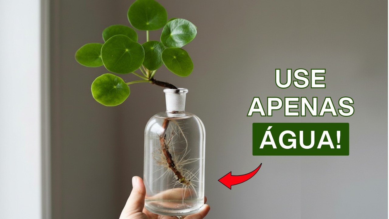 9 Plantas Cultivadas na Água para Decorar Seu Lar