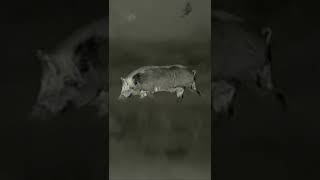 Wild Hog + ZEISS DTI Thermal #shorts