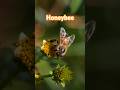 Honeybee #honeybee #macrovideo