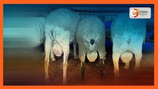 Kilimo Biashara | Teknolojia ya lishe ya kondoo kuimarisha mifugo