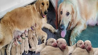 Max Milo Lover: The Cutest little Golden Dogs Vs Husky Dogs, Mommy Golden retriever, Golden Dogs,