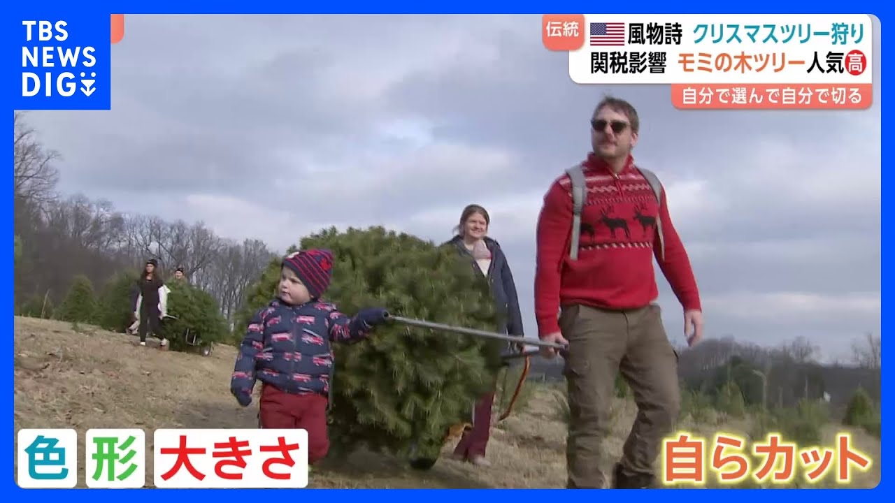 Christmas Tree Hunting] Finding Your Own Unique Tree: Choosing the