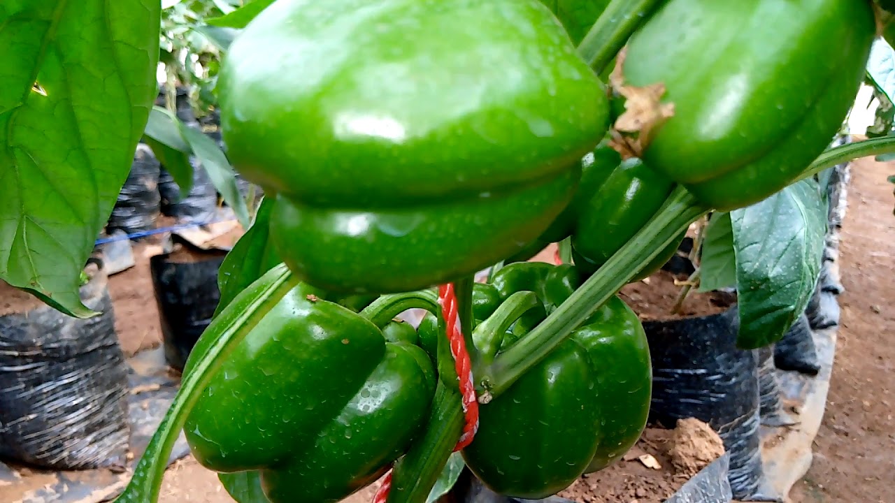 Culture maraîchère sous serre et  biologique au Cameroun.