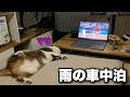 【猫と車中泊】雨の夜に猫と過ごす静かな時間|キャンピングカーのようにDIYしたハイエースで車中泊