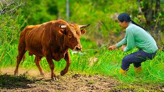 Fui a soltar mis terneros a la montaña y esto fue lo que pasó - NATHALIA