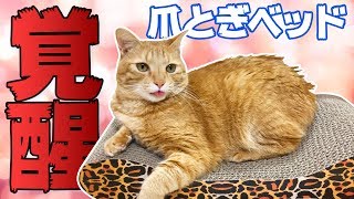 【覚醒】猫の爪とぎソファー型を茶トラ猫の茶々とマロンに使わせたらトンデモナイことになった！