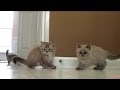 Ragdoll Kittens Chase Laser Toy