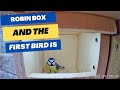 Who visited the Robin Box first? - Robin Nest Box Summary 29th January - 4th February 2023