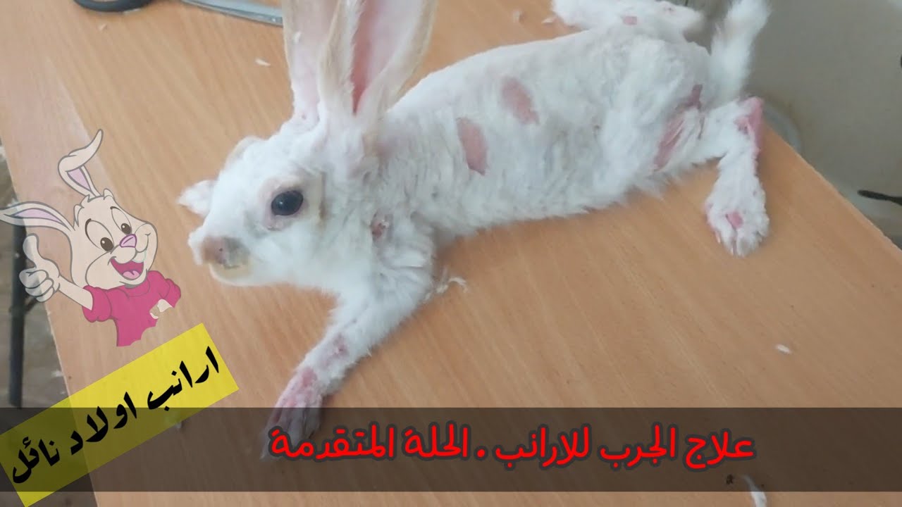 علاج الجرب للارانب . الحالة المتقدمة
