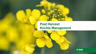 Headstrong Post-Harvest Weed Control - Mark Oostlander