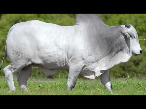 LOTE 60 - CSCC 9604
