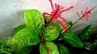 Lenovo P700 Sample 720p Videos
