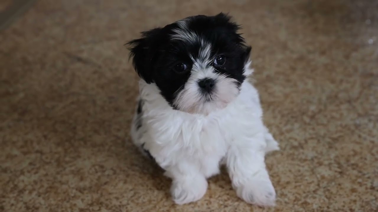 Jasper for sale in Fresno | Lancaster Puppies, image size:1280x720