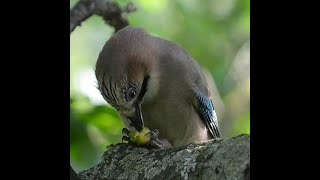 Сойка ест жёлудь (Garrulus glandarius) #Shorts