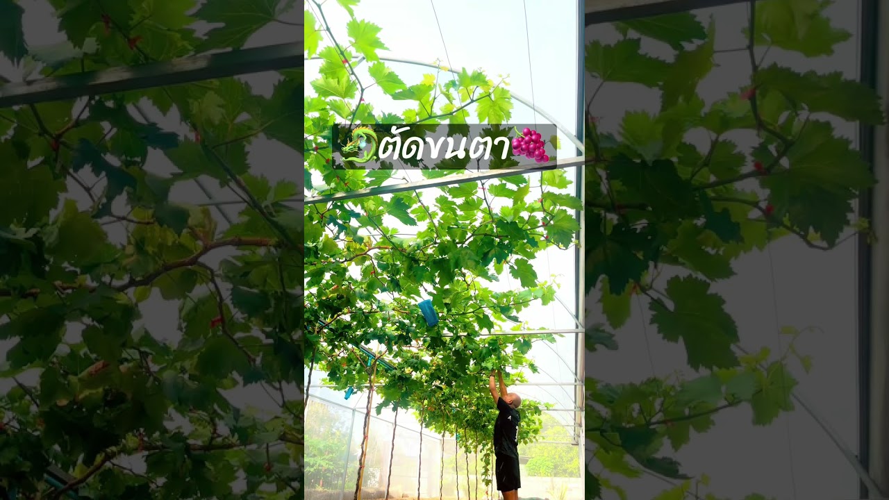 ข้างตากิ่งเครน เด็ดใบเล็กออก  🐉  ตัดขนตา 🍇เพื่ออาหารไปเลี้ยงตาดอก  ได้อย่างอุดมสมบูรณ์