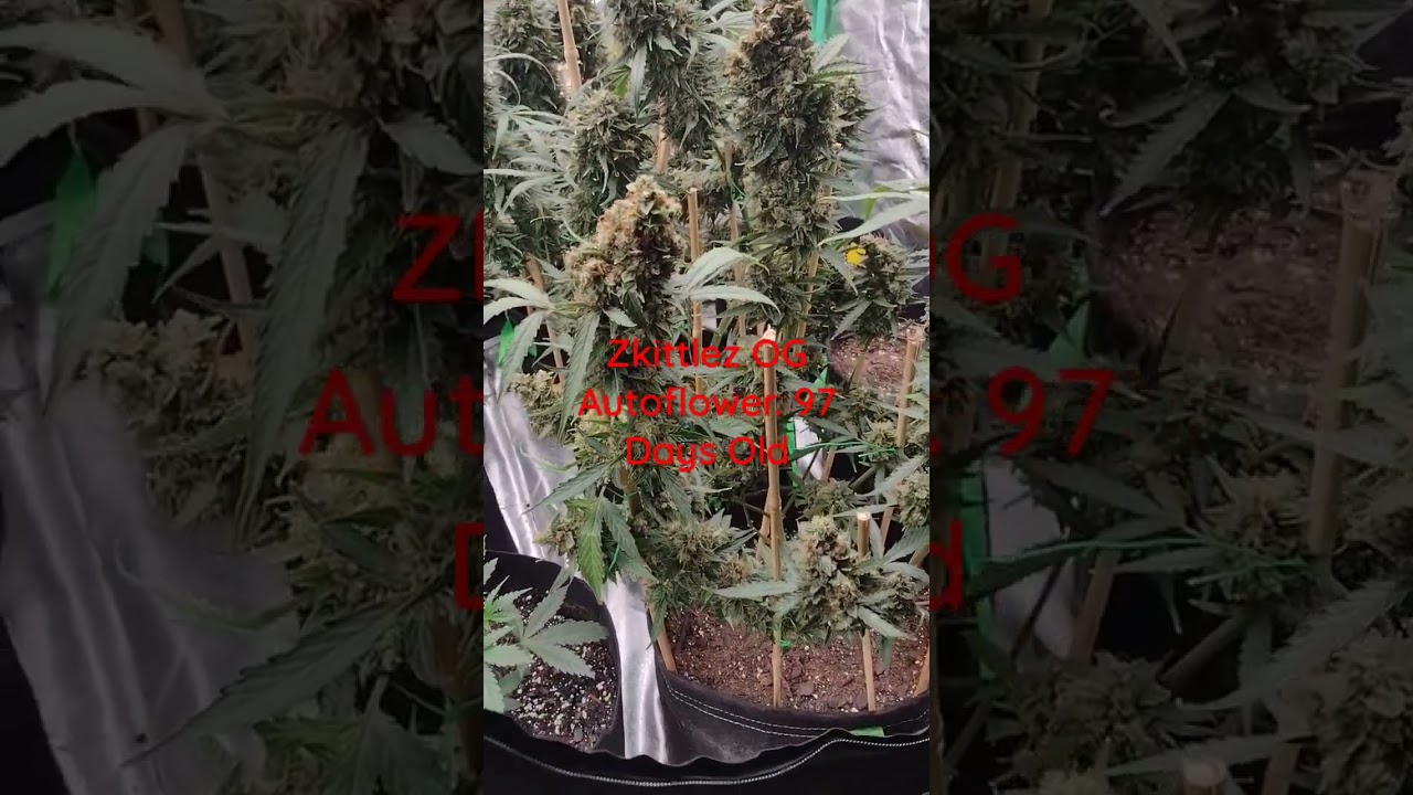 Zkittlez OG Auto
