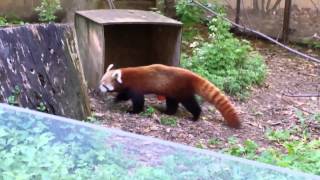 Red Panda