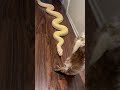 My Snake Banana Pudding Vs GIANT Bunny Rabbit рџђ рџђЌ My Snake Banana Pudding Vs GIANT Bunny Rabbit рџђ рџђЌ