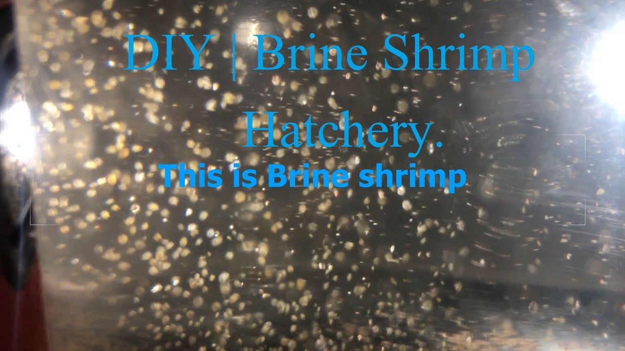 DIY Brine Shrimp Hatchery for Flowerhorn / Louhan or any ornamental