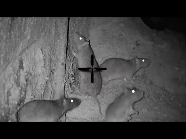 Big Rat shooting 2023 || Night hunting rats with thermal scope || shooting rats in farm at night class=