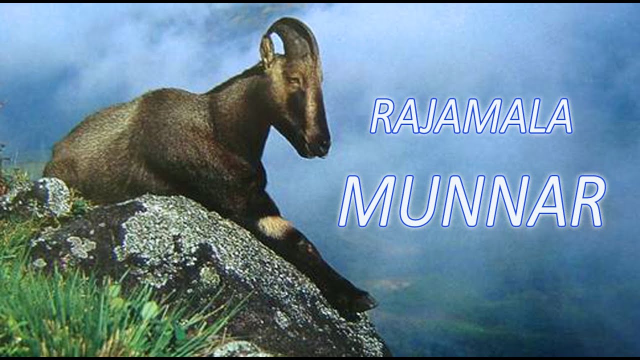 RAJAMALA -Munnar, a walkthrough at Munnar RAJAMALA