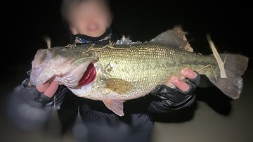 Những ngày đầu cắm trại câu cá đêm  tại Hàn Quốc và hành trình săn cá BASS khủng • Tư liệu ngày ấy