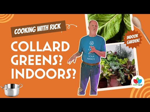 Video: Menumbuhkan Collard Greens: Bagaimana Dan Kapan Menanam Collard Greens