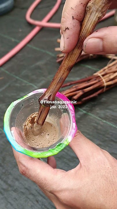 Cara pakai root up untuk stek batang tanaman