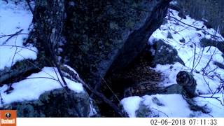 Bobcats caterwauling and mating