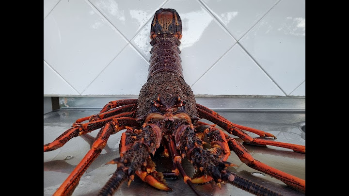 Massive Crayfish | Fish Cook & Eat | Porirua NZ