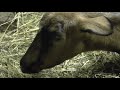 Беременность и окот козы: общая инструкция